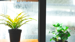 Home Germ-Free